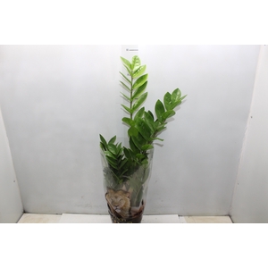 ZAMIOCULCAS P17