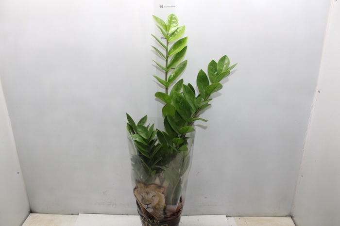 <h4>ZAMIOCULCAS P17</h4>