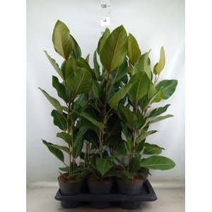 Ficus benghalensis 'Joy'