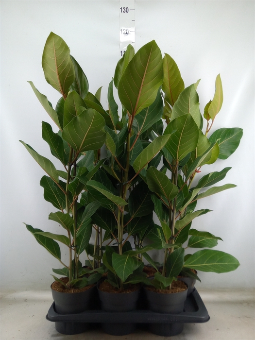 <h4>Ficus benghalensis 'Joy'</h4>