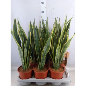 Sansevieria trifa. 'Laurentii'