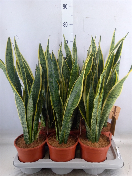 <h4>Sansevieria trifa. 'Laurentii'</h4>