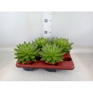 Echeveria agavoides