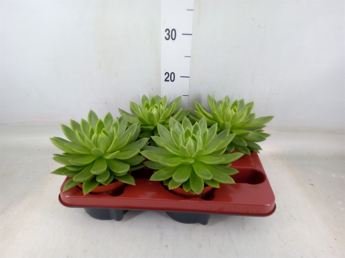 <h4>Echeveria agavoides</h4>