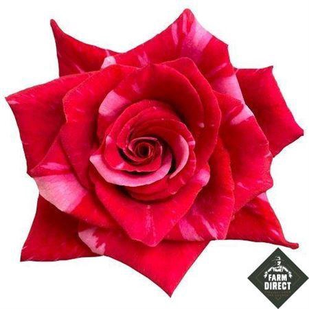 <h4>R Gr Pink Puma</h4>