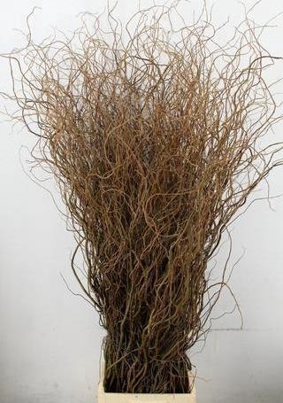 <h4>SALIX TORTUOSA 180CM</h4>