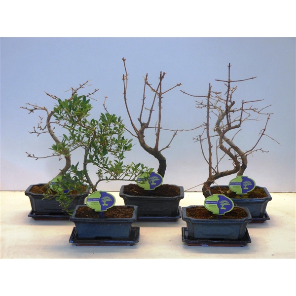 <h4>Bonsai mix outdoor, 20cm., shape, with drip tray - Partly without leaves during winter</h4>