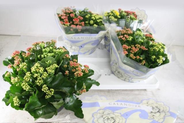 <h4>KAL GE GEM I POT</h4>