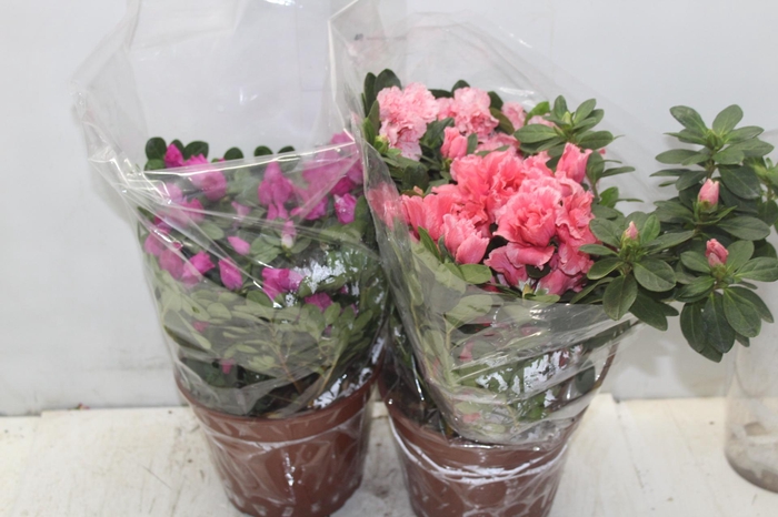 <h4>AZALEIA P20</h4>