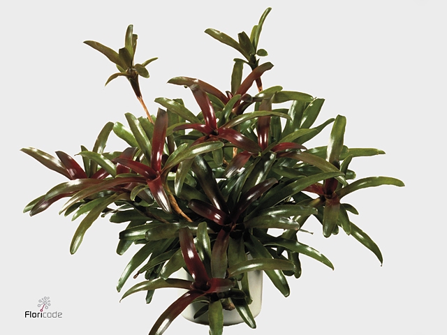 Nidularium  'Fire Ball'