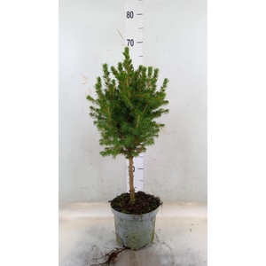 Picea glauca 'Conica'
