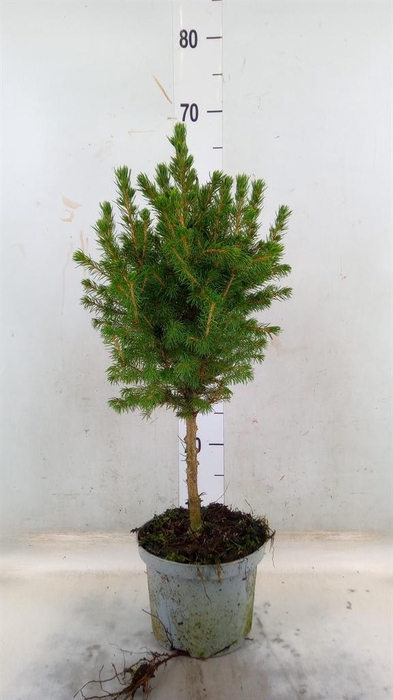 <h4>Picea glauca 'Conica'</h4>
