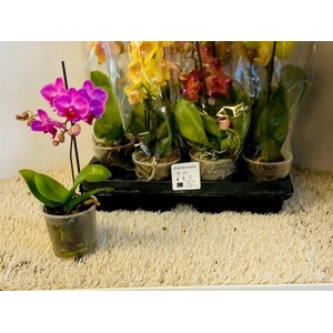 PHAL GEM