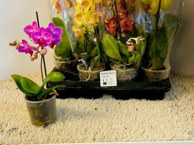 PHAL GEM