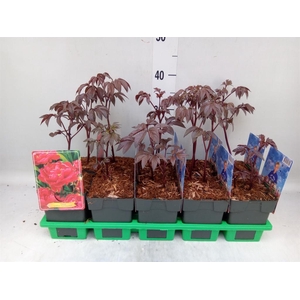 Paeonia lact. 'Karl Rosenf'