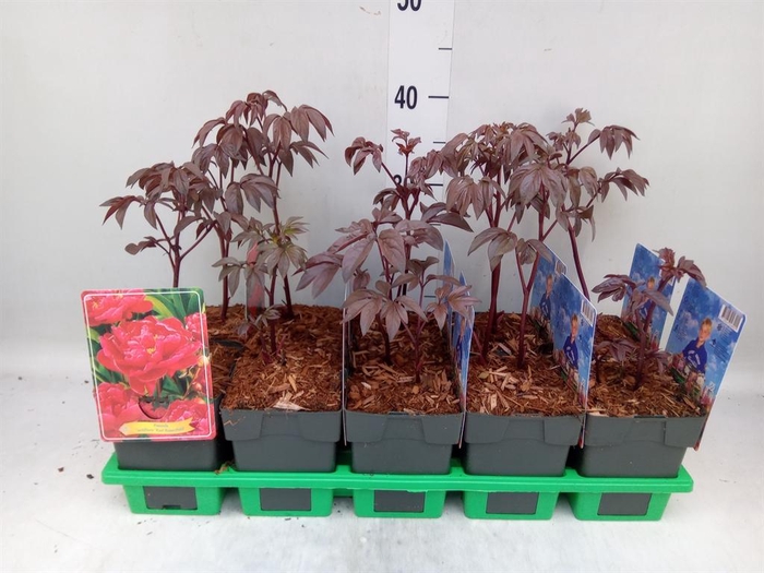 <h4>Paeonia lact. 'Karl Rosenf'</h4>