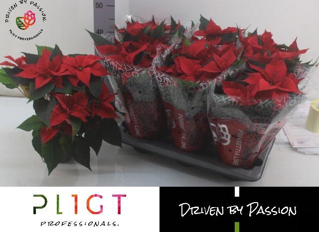 <h4>EUPHOR P CHR F RED</h4>