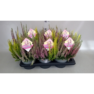 Calluna vulg. 'Beauty L High Five'