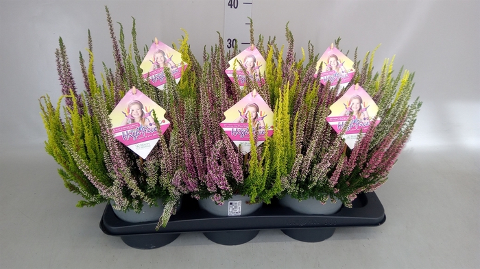 <h4>Calluna vulg. 'Beauty L High Five'</h4>
