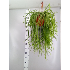 Lepismium bolivianum