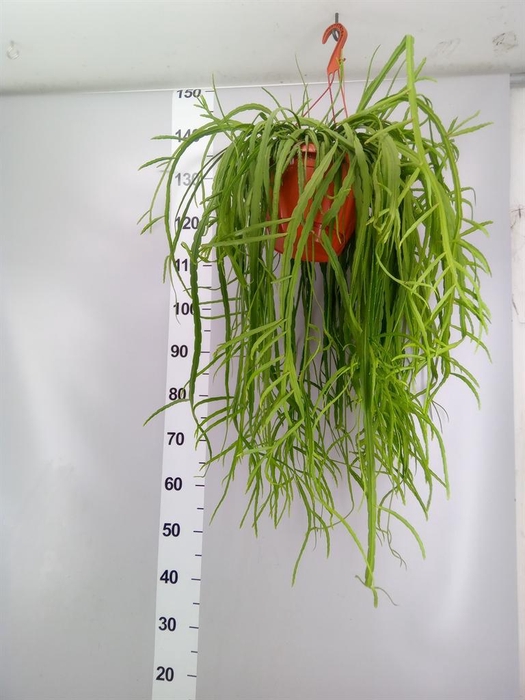 <h4>Lepismium bolivianum</h4>
