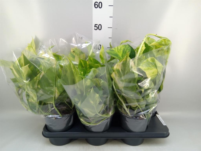 <h4>Epipremnum pinn. 'Aureum'</h4>