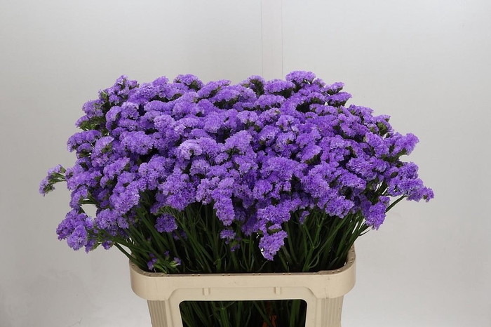 <h4>Limonium sinuatum Ana Blue</h4>