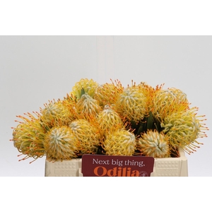 Nutans Goldi