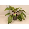 vaste planten 19 cm  Hosta Purple Heart afd.1