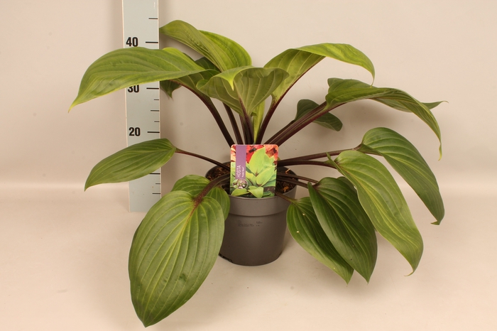 vaste planten 19 cm  Hosta Purple Heart afd.1