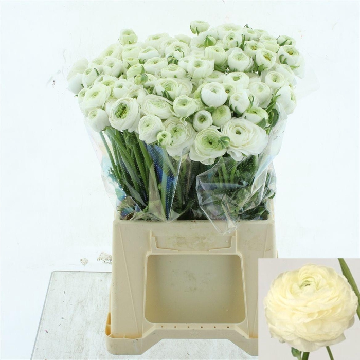 <h4>RAN EL WHITE</h4>