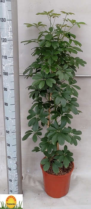 <h4>SCHEF AR COMPACTA</h4>