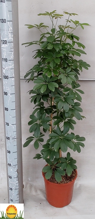 <h4>SCHEF AR COMPACTA</h4>