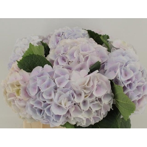 HYDR M MY PINKTOU RZ