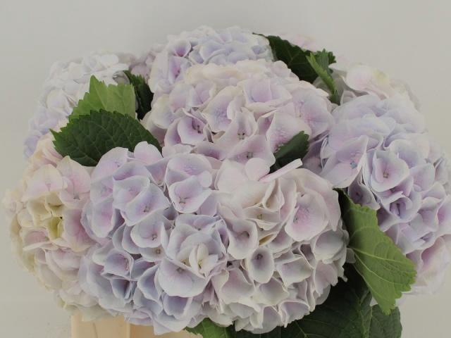 <h4>HYDR M MY PINKTOU RZ</h4>