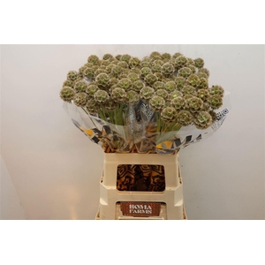 SCABIOSA STELLATA ZD