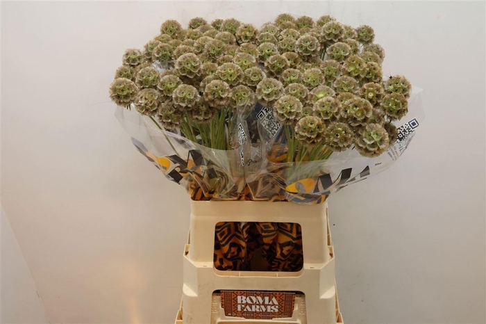 <h4>SCABIOSA STELLATA ZD</h4>