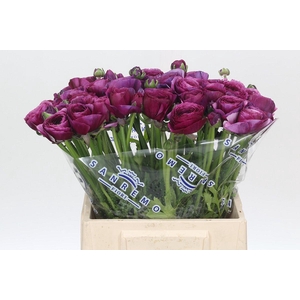 Ranunculus Clooney Sherry Extra