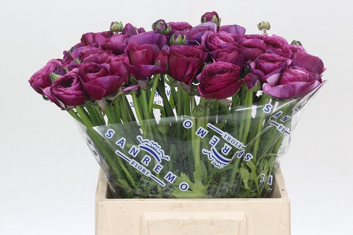 <h4>Ranunculus Clooney Sherry Extra</h4>