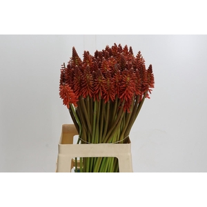 Kniphofia Eycone Red