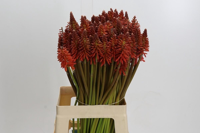 Kniphofia Eycone Red
