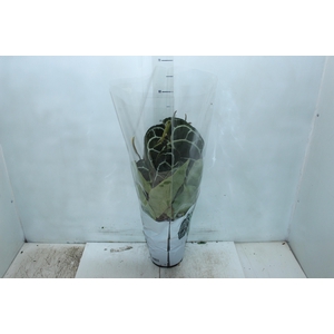 ANTHURIUM CRYSTALLINUM P17