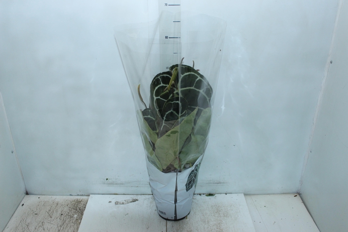 <h4>ANTHURIUM CRYSTALLINUM P17</h4>