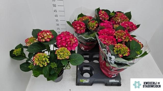 <h4>HYDR M AMSTERDAM</h4>