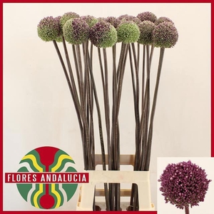 ALLIUM SUMMER DRUMME