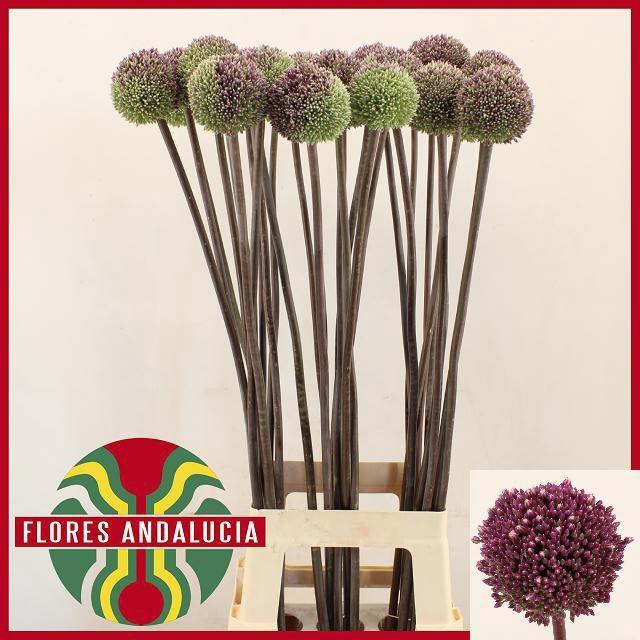 <h4>ALLIUM SUMMER DRUMME</h4>