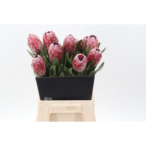 Protea Pink Ice
