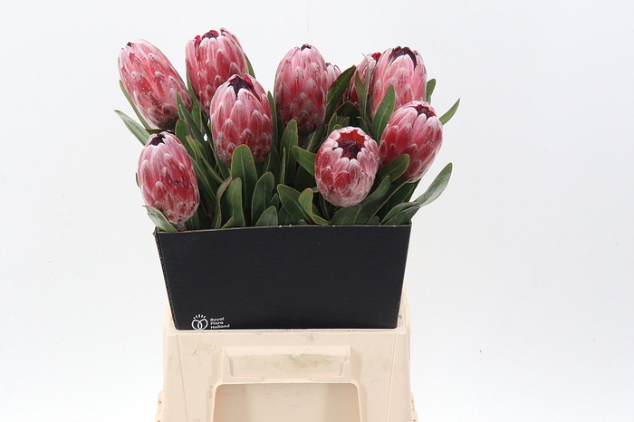 <h4>Protea Pink Ice</h4>