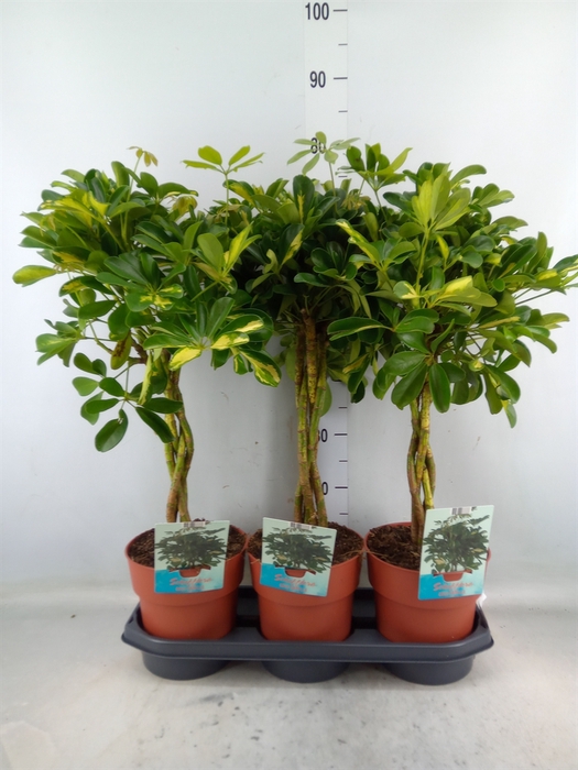 <h4>Schefflera arbor. 'Gold Capella'</h4>