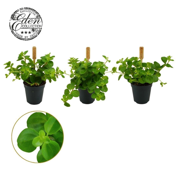<h4>Peperomia Rotundifolia 5,5cm</h4>